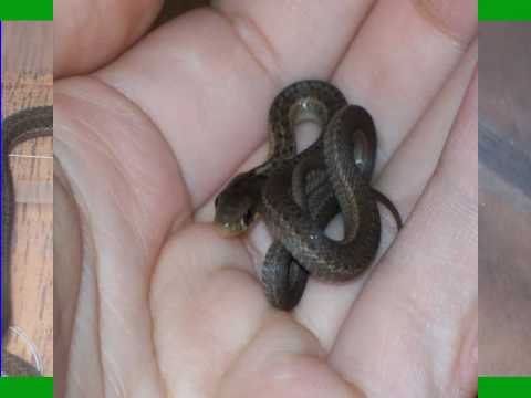 Garter Snake Birth Youtube