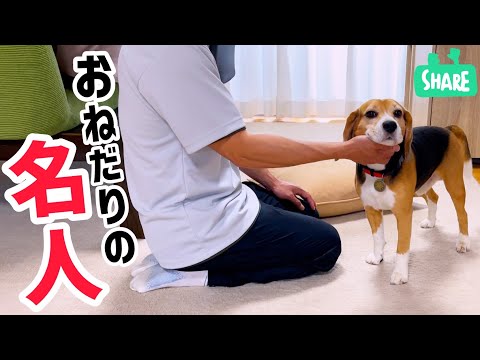 ビーグル犬が めっちゃ鼻で突き上げてくる！