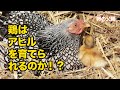鶏はアヒルを育てられるのか！？