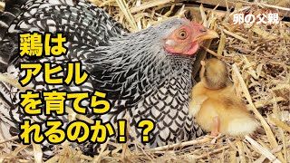 鶏はアヒルを育てられるのか！？