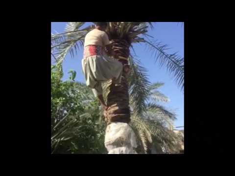 خطوات تقصير النخل الطويل بقطعه وزراعته مرة أخرى بطريقة سهلة ومضمونة  