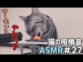 【ASMR】サーモンの刺身にやみつき！！猫の咀嚼音 #27