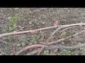 8.05.2025 Спасск- Дальний. Вертикальная полярность винограда
