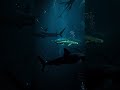Scientists Found a Glowing Shark!