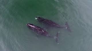Гренландские киты и косатки в бухте Врангеля