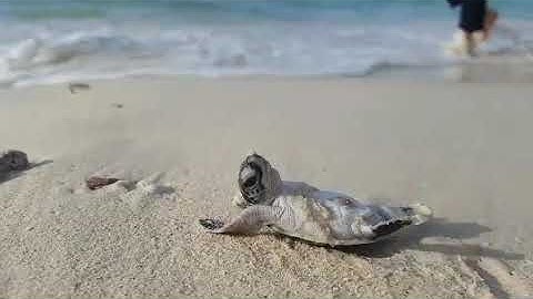Khoảnh khắc đáng yêu của chú rùa biển con trở về biển cả🐢