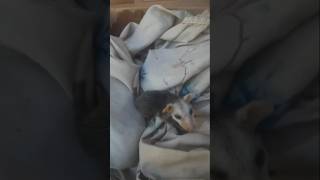 The Baby Possum