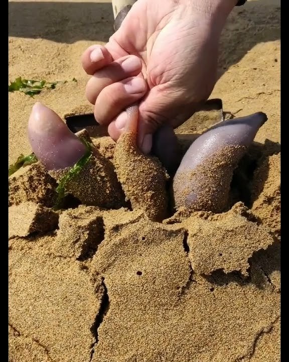 catching seafood #shorts spoonworm, penisfish