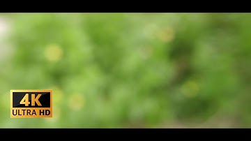green Bokeh background 4k/ no copyright background footage/portrait background effects