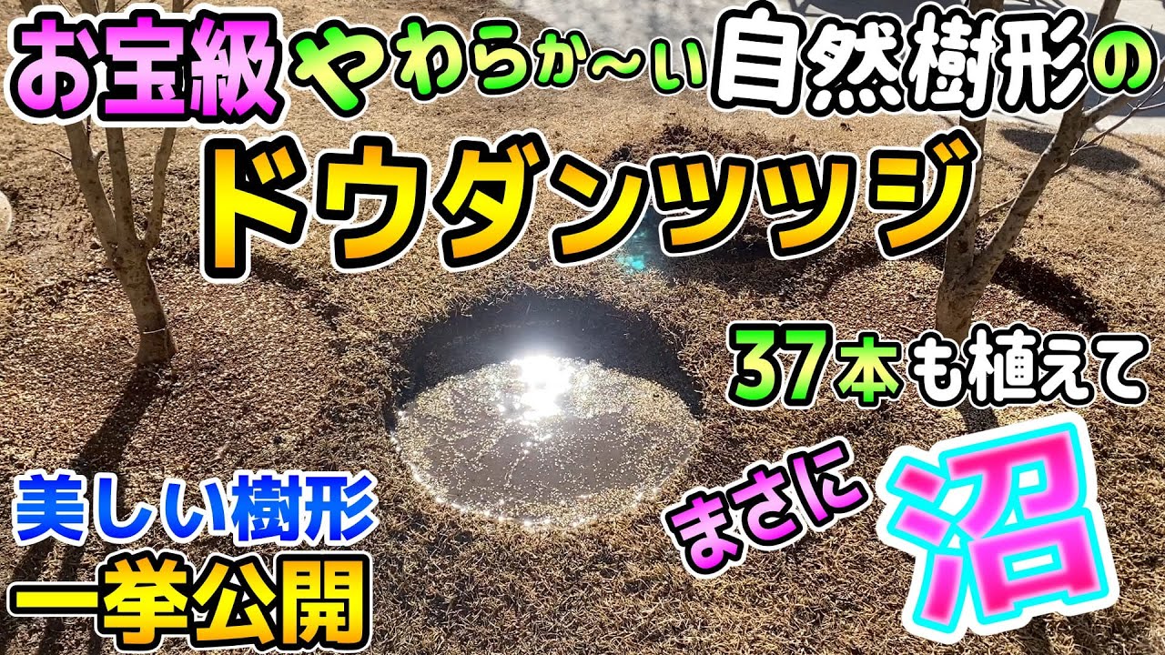 続 超オススメの低木 お宝級の自然樹形のドウダンツツジを発見 植え替え方法と 管理が楽で お庭がステキになる自然樹形のドウダンツツジを一挙公開 Youtube