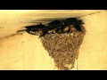 A Day (a week) in the Life of Barn Swallow Fledglings