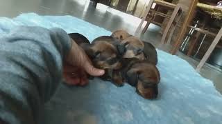 Cutest Miniature Dachshund Video Compilation Sausage IG dog video perros salchicha weiner dog by Pet Videos 6,127 views 2 years ago 5 minutes, 14 seconds