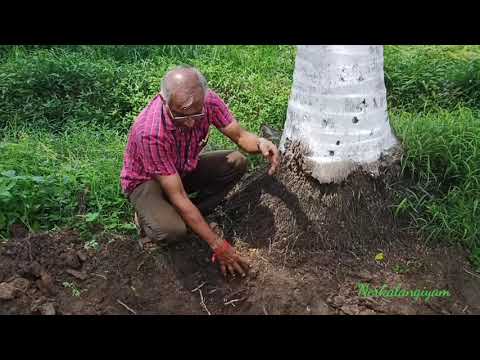 26. KVK - NDM - Demonstration of TNAU Coconut Tonic / தென்னை டானிக் செயல்முறை விளக்கம்