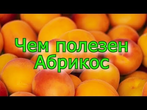 Чем полезен абрикос? Кому можно и нужно кушать абрикос?