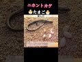 トカさんたまご産んだ トカさんたまご産んだ