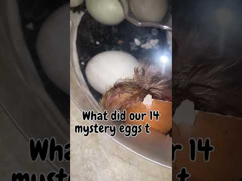 I can’t believe our mystery eBay eggs turned out like this! #chickens #egghatching #backyardchickens