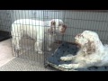 Clumber Spaniels の動画、YouTube動画。