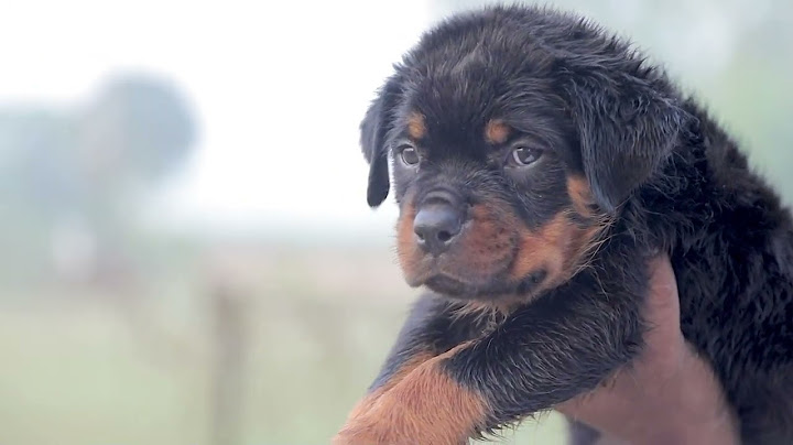 Rottweiler puppies for sale in denton texas
