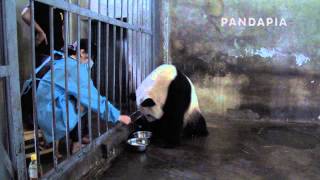 pandapia 20140804-102400-太阳产房-饲养员给奇福加了一些营养液和蜂蜜，不过奇福没有继续喝了