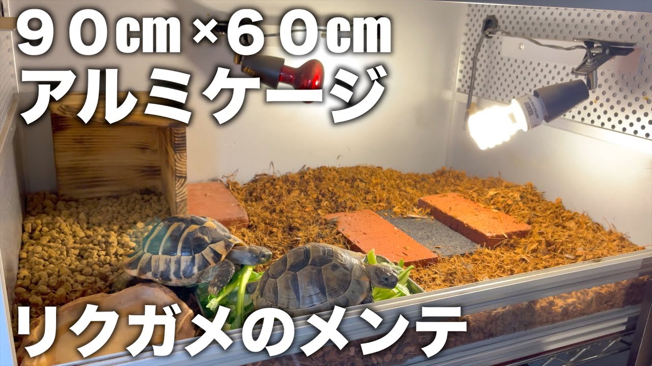 Maintenance of tortoises kept in large aluminum cages - YouTube