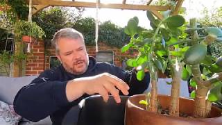 Starting a new Jade Bonsai Surprise Planting   Part 1   September 2019