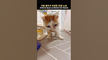 22살 노묘가 이불 빨았다고 울었잖아_ 22YO  Cat Upset Cuz Blanket Got Washed