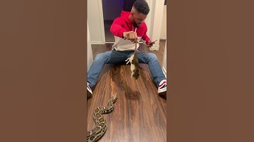 Feeding "Rocky" My Burmese Python A Large Rat 🐀!