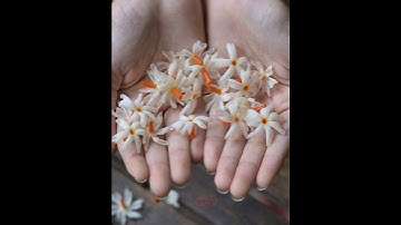 संतान प्राप्ति और वंश वृद्धि के लिए पारिजात के फूल से करें ये उपाय || पंडित प्रदीप मिश्रा जी|