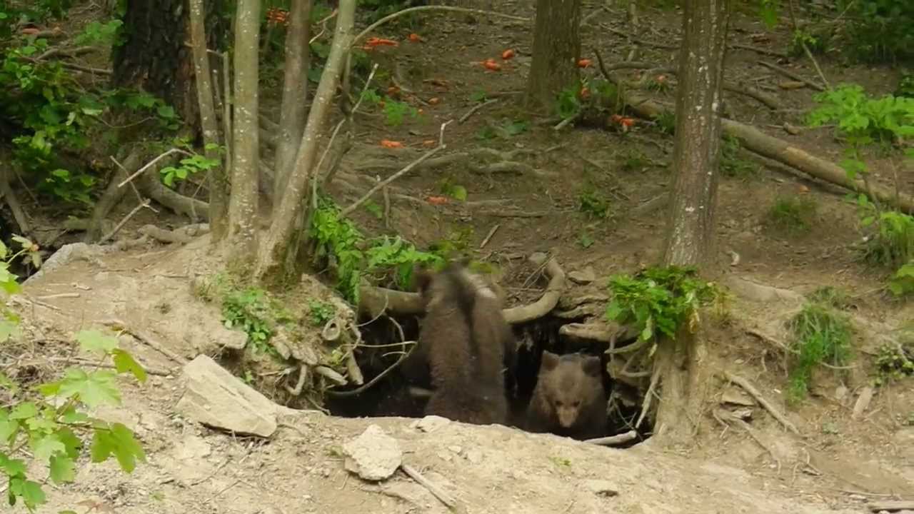 巣穴から出てくるヒグマ親子 Brown Bear Youtube