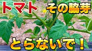 【トマト栽培】最初が重要脇芽とりで今後の生育が大きく変わります取るべきタイミング、残す脇芽を徹底解説