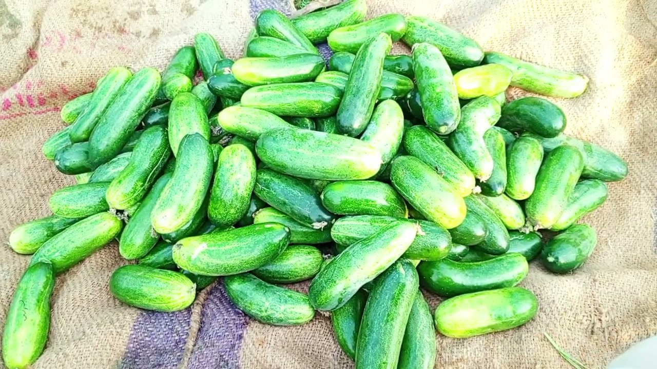 আলহামদুলিল্লাহ প্রথম রমজান উপলক্ষে কিছু শসা হারভেস্ট করলাম,, 