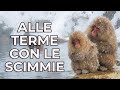 ALLE TERME CON LE SCIMMIE SULLA NEVE - JIGOKUDANI, GIAPPONE