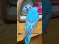 インコちゃんがメガバクテリアに感染するとどうなるの？　 #セキセイインコ #コザクラインコ #ショート #かわいい #メガバクテリア