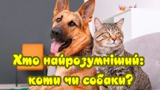 Кто Самый Умный: Кошки Или Собаки?