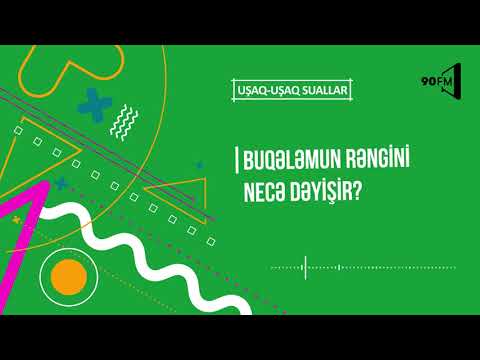 Buqələmun rəngini necə dəyişir?