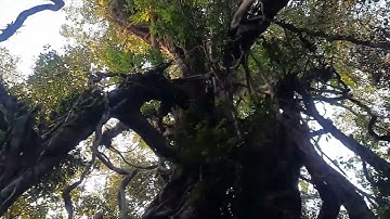 14. Chụp hình sống ảo cây đa Lộc Giao rừng Nam Cát Tiên