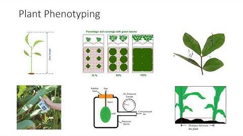 Toward Single Plant Digital Twin via 3D Plants Reconstruction and Segmentation
