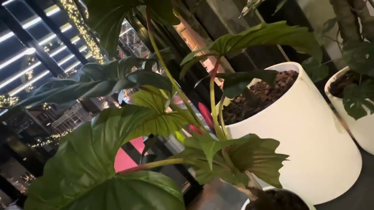 اتمشو معاي 😌 #فلوقات  #يومياتي  #فلوق #اكسبلور  #ترند  #ترندات #trend #يوميات  