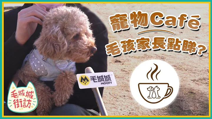 【毛城城街访】宠物Café毛孩家长有嘢讲｜宠物来源成疑？｜立法监管有用吗？ - 天天要闻