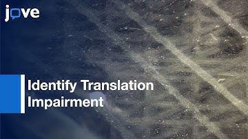 Xenopus laevis As Model To Identify Translation Impairment l Protocol Preview