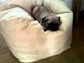 Sleeping Pug Puppy