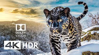 Unparalleled Hdr 4K 60Fps - Dolby Vision