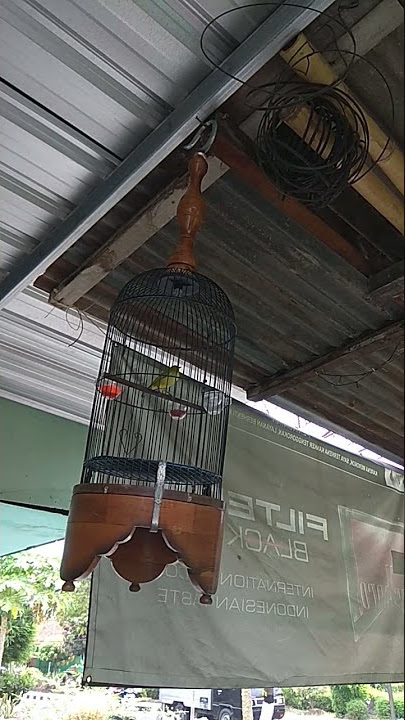 pleci masteran nobita