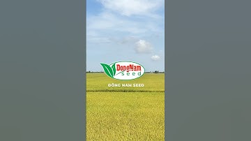 Giống Lúa Hg 12 thích hợp trồng 3 vụ trong 1 năm#food