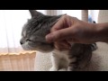 甘えてくるネコ