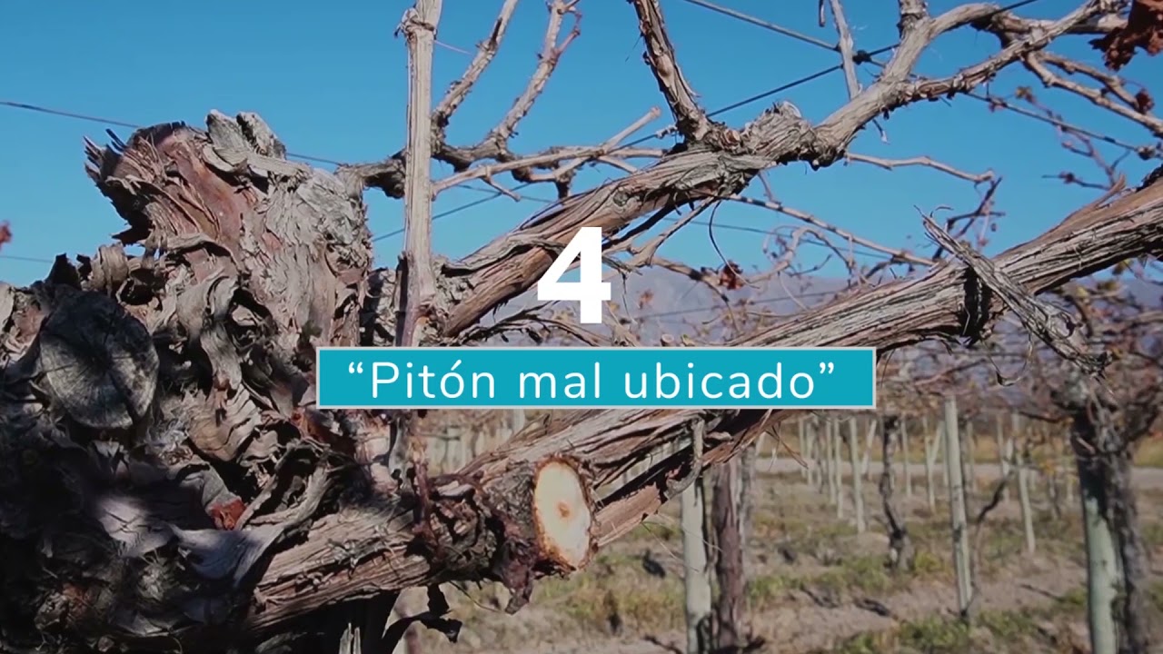 El top 10 de los problemas de poda en vid