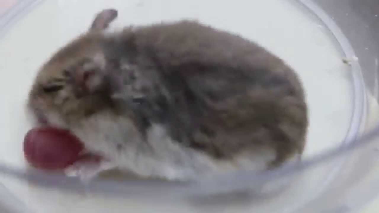 A hamster has an everted cheek pouch. Pt 1 - YouTube