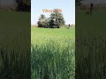 #Village #zyro_marketing #punjabi #song #newsong #music #punjabisong