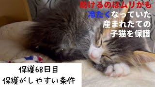 冷たくなっていた子猫の保護、68日目