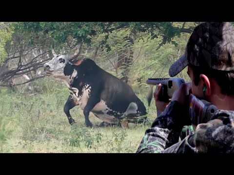 A decisive confrontation between the hunter (cow, water buffalo, wild boar, bear) Part 7